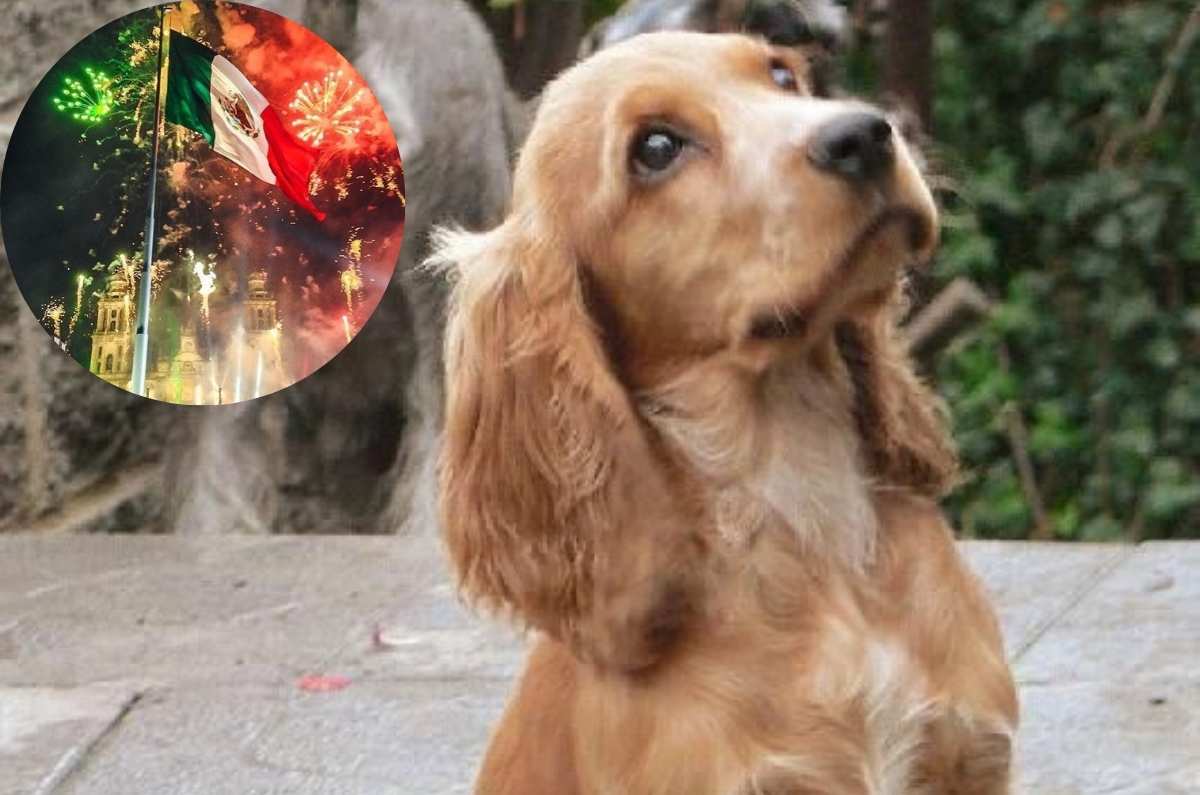 ¿Cómo proteger a tus perritos de la pirotecnia de las fiestas patrias?