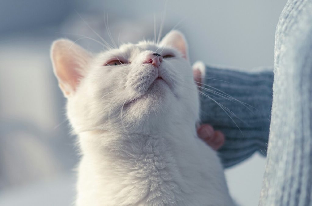 10 señales de que tu gato te ama