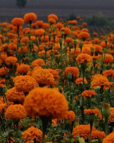 Campos de cempasúchil en Día de Muertos
