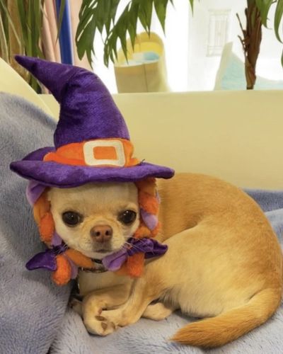 Disfraz de bruja para mascotas