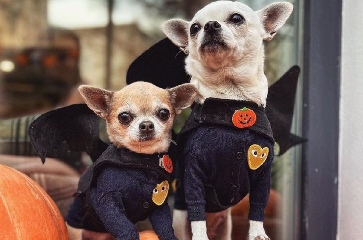 Disfraces para perros chihuahua: ideas adorables para este Halloween