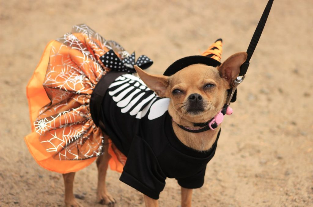 Perrito chihuahua disfrazado para Halloween