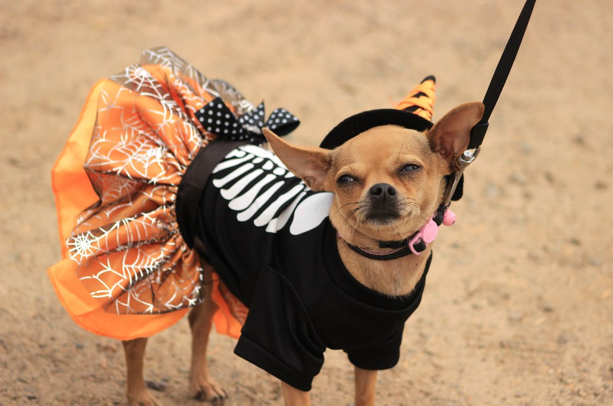 Disfraces de Halloween para perros chihuahuas: ideas tiernas y originales