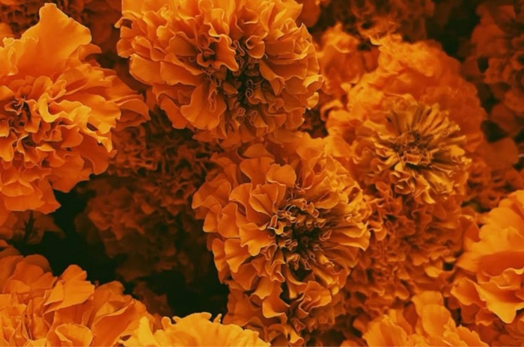 Flor de cempasúchil