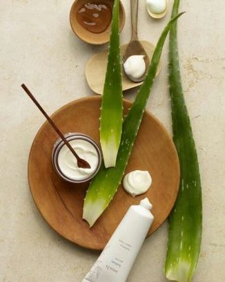aloe vera 