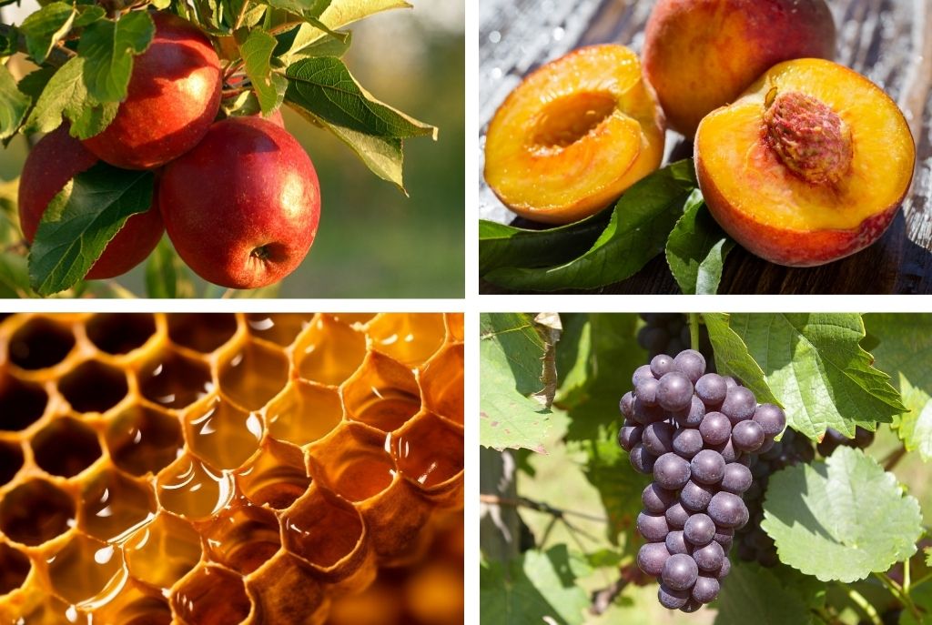 Imagen dividida en cuatro mostrando los ingredientes de la ensalada navideña de manzana clásica: manzanas colgadas en el árbol, duraznos partidos a la mitad, miel en su panal y uvas moradas en el árbol