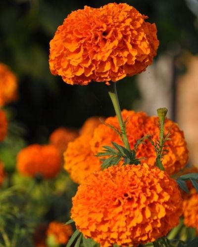 Jardín con flores de cempasúchil