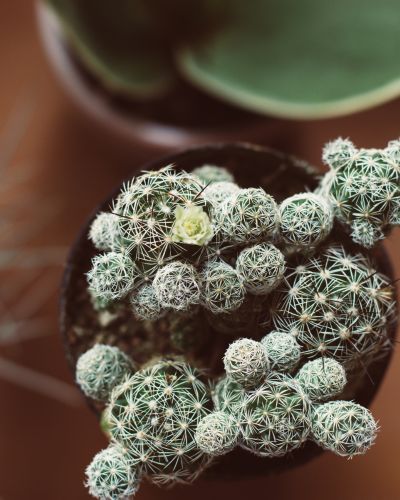 Células de herpes zóster 