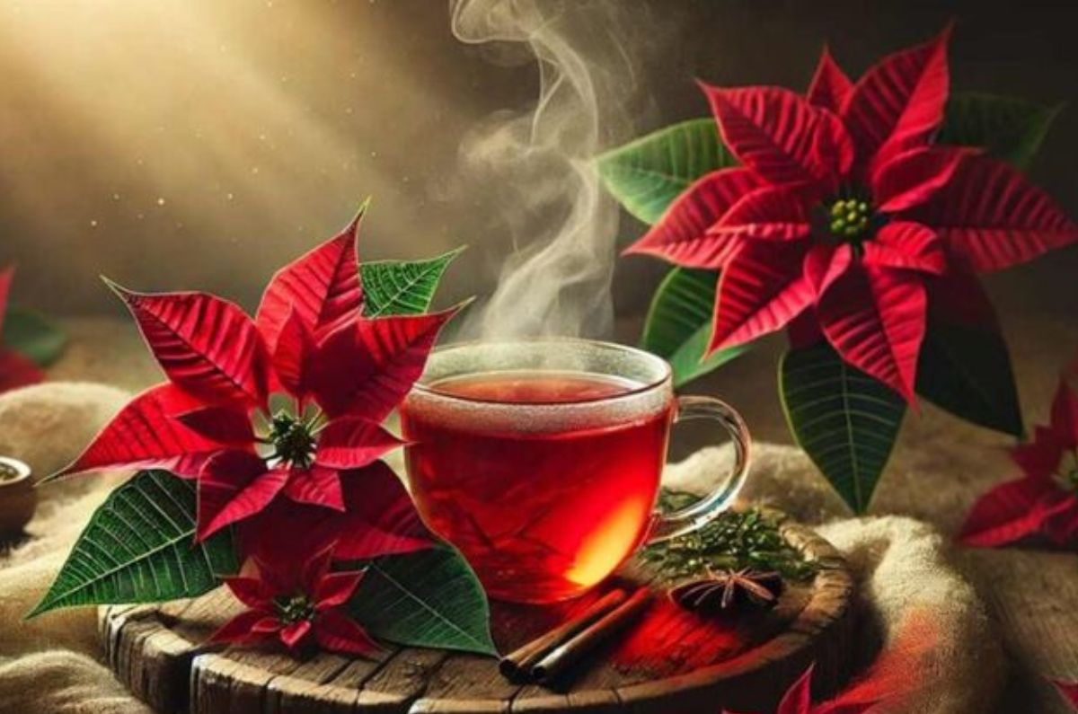 Té de nochebuena: beneficios, preparación y cómo disfrutarlo en invierno