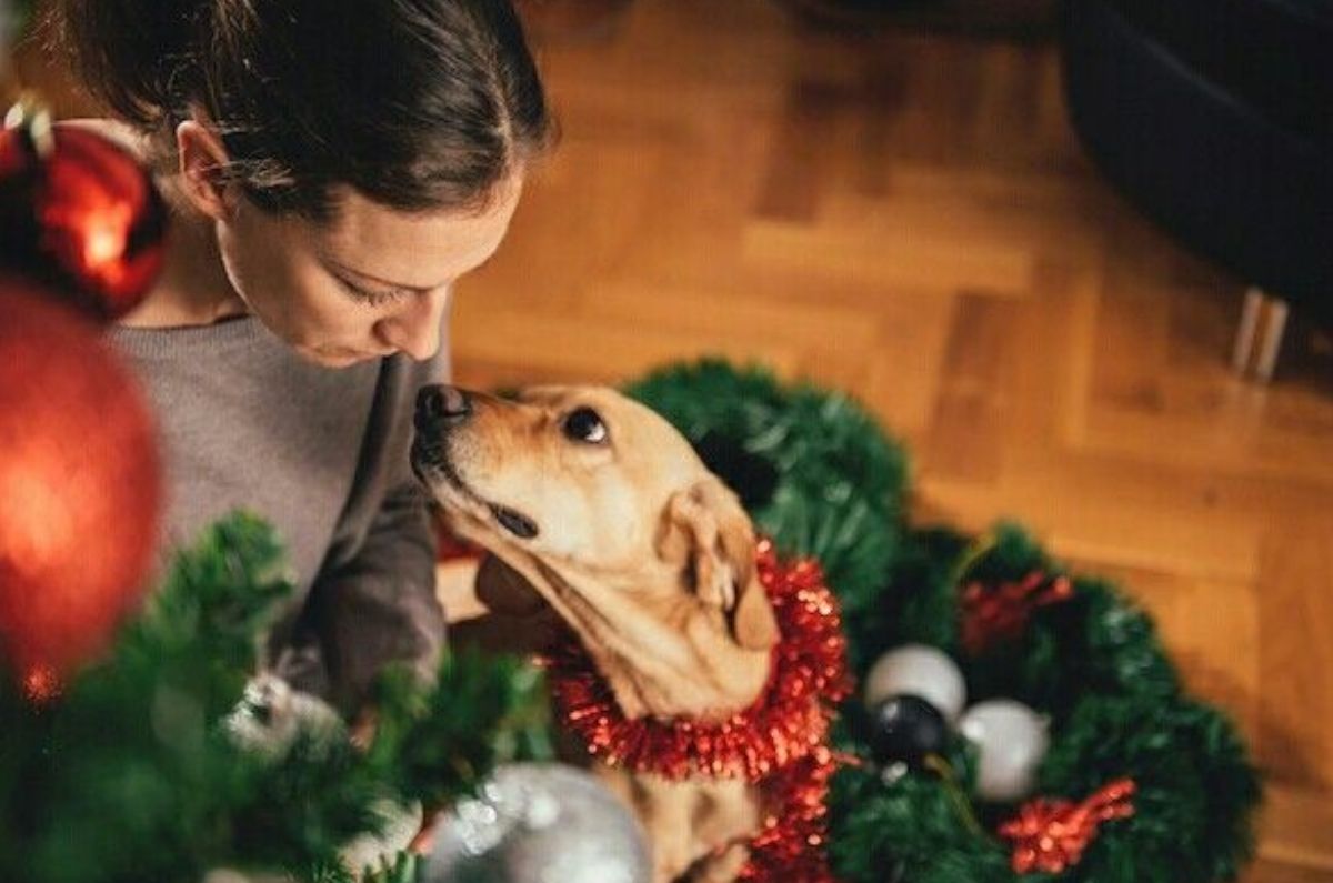 Adornos de Navidad que sí son seguros para tus mascotas: evita que se intoxiquen