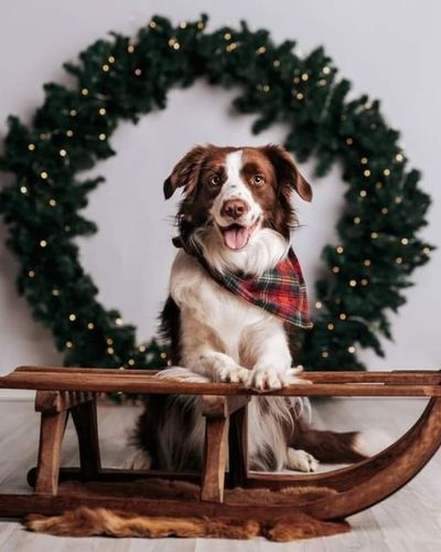 Adorno seguro para tu perrito