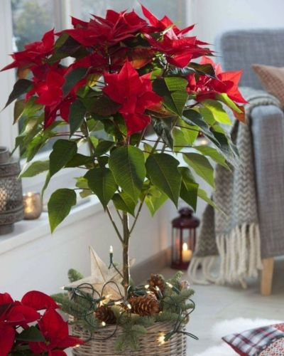 Maceta para flor de pascua