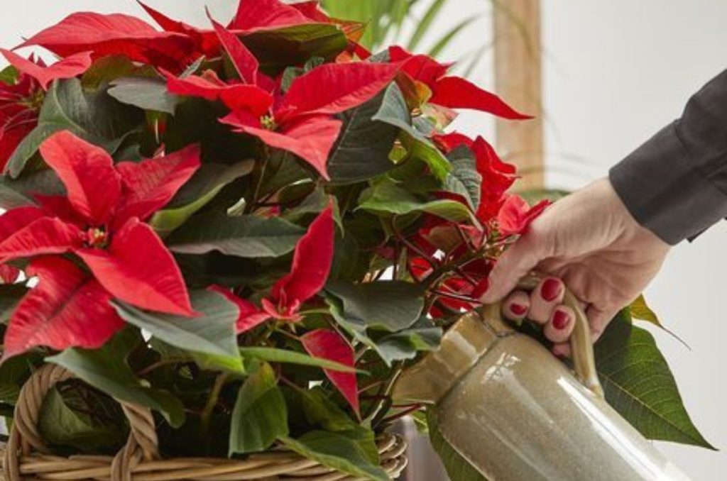 Cómo cuidar una flor de nochebuena