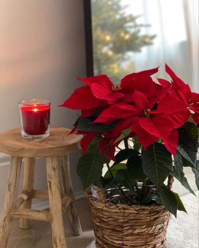 Dónde poner Poinsettia