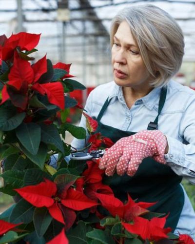Cómo cuidar una flor de nochebuena