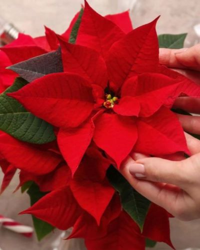 Cómo cuidar una flor de nochebuena