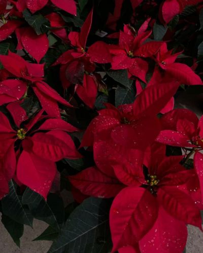 Flor de Navidad