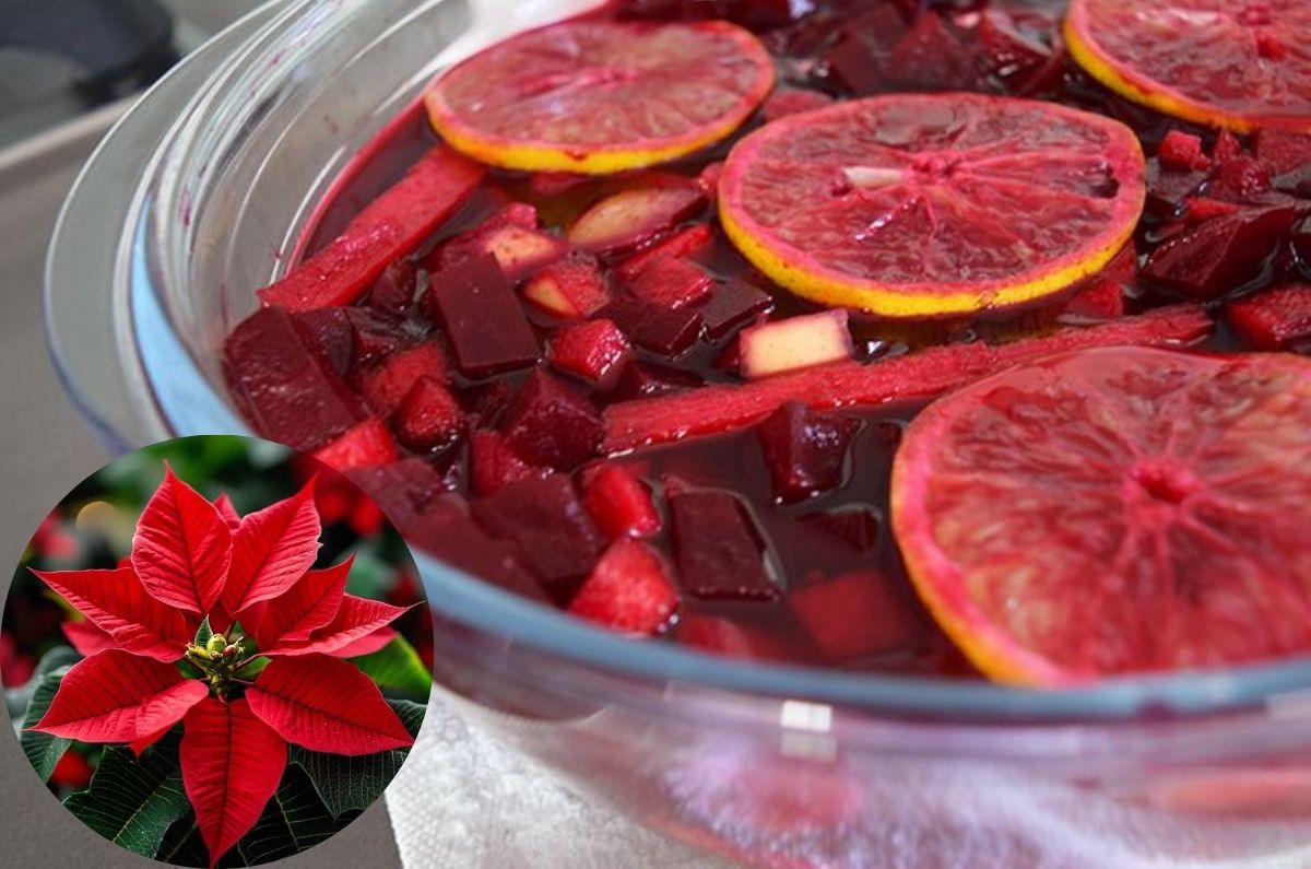 Ensalada con flor de nochebuena: la opción ligera y deliciosa para Navidad 2025