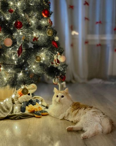 Gato debajo del árbol