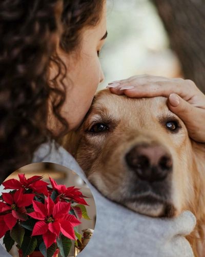 Cuidados que debes tener con tus mascotas esta Navidad