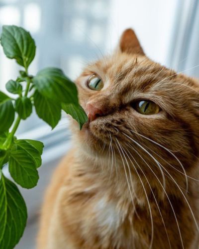 Gato oliendo plantas 