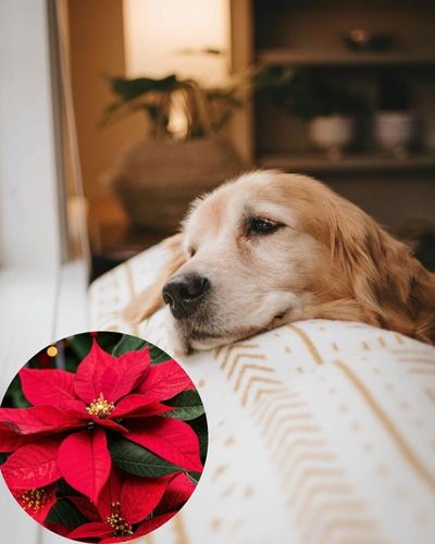 Sintomas si tu perro come nochebuena