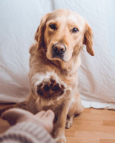 Perro dando la patita