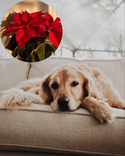 Qué hacer si tu perro come nochebuena