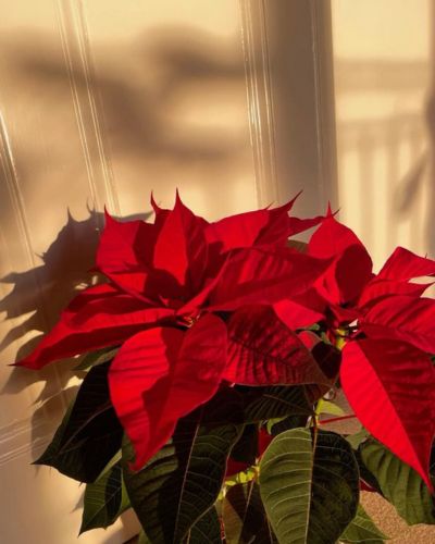 Flor de Nochebuena en maceta