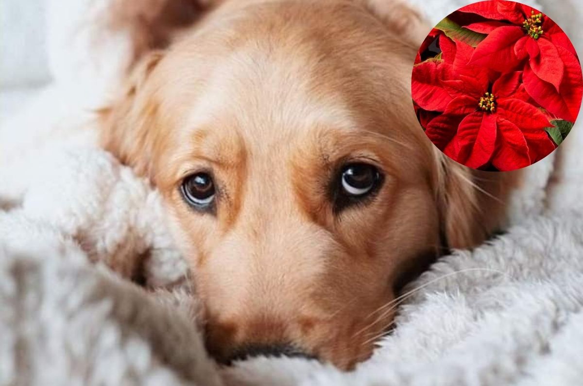 Esta es la razón por la que tu perro NO debe comer nochebuena