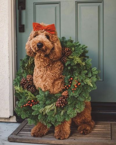 Perrito con corona navideña