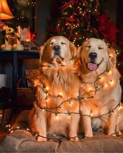 Perritos navideños