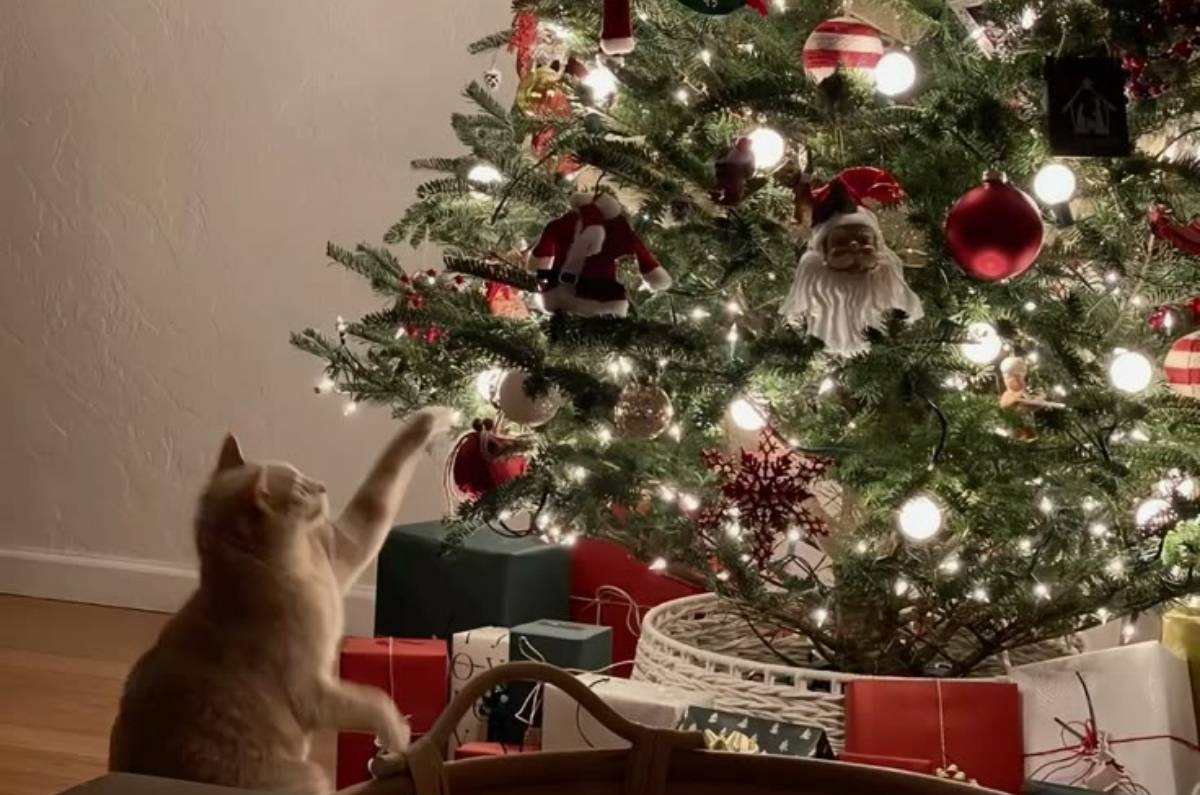 4 tips infalibles para que tu gato no tire el árbol de Navidad