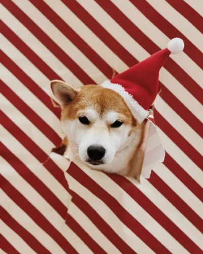 Envolturas aptas para mascotas 