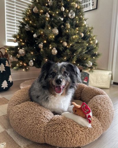 Regalos navideños para perros