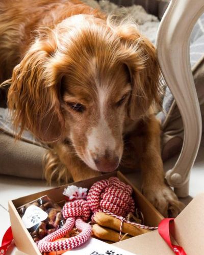 Obsequios de Navidad para mascotas