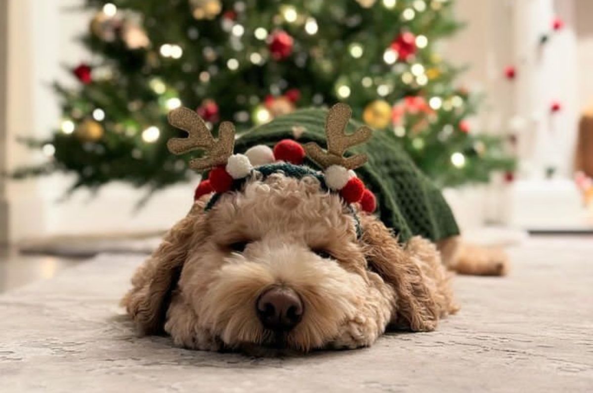 Regalos navideños para perros: 5 opciones seguras y divertidas que tu peludito amará