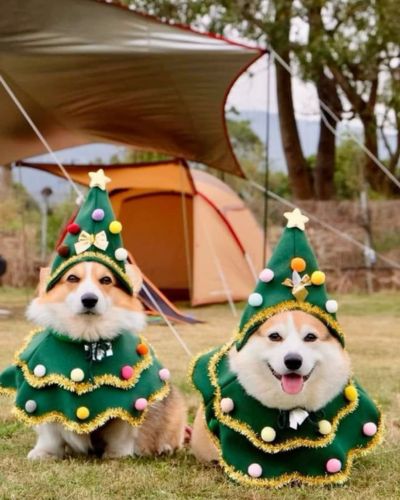 Ugly sweater para mascotas