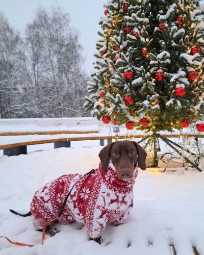 Accesorios navideños para mascotas