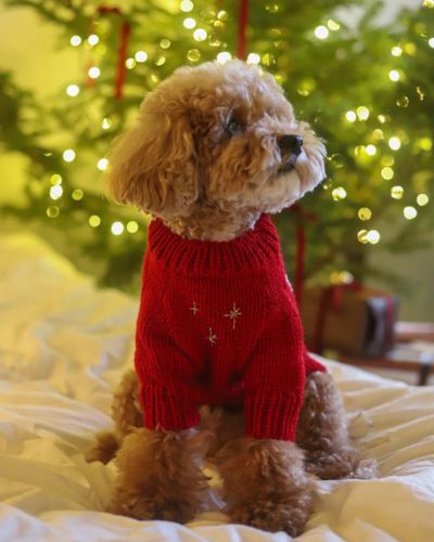 Suéteres navideños para perros
