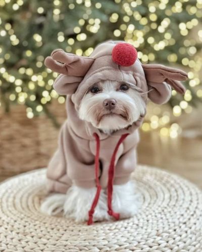 Ugly sweater para mascotas