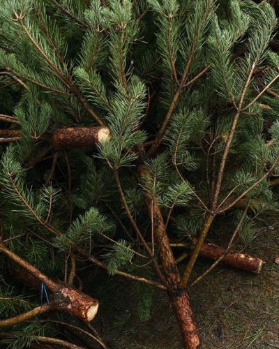 Árboles de Navidad naturales recién cortados