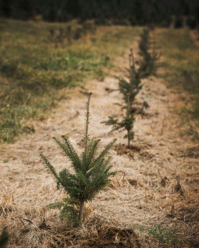 Cómo deshechar correctamente un árbol de Navidad natural