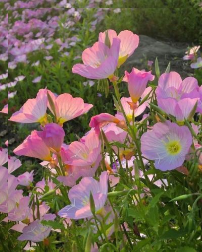 Flores de temporada para regalar este San Valentín