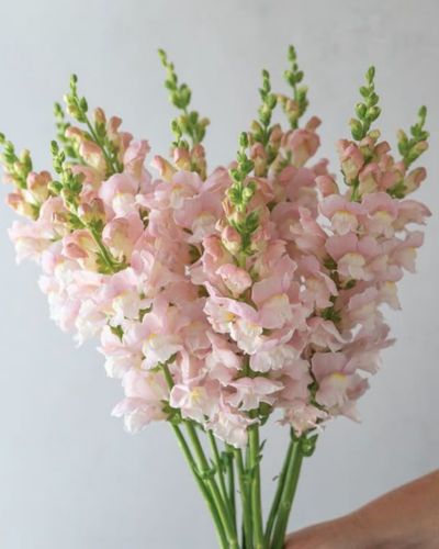 Flores de temporada para regalar este San Valentín