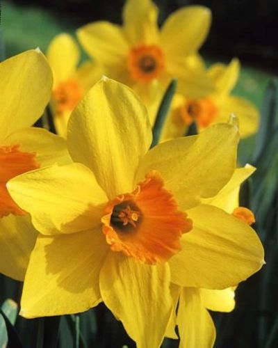 copia-de-flores-de-temporada-para-san-valentin-6