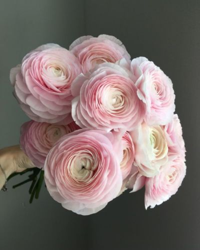 Flores de temporada para regalar este San Valentín