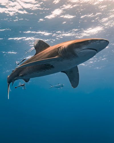Tiburón nadando en aguas abiertas, especie marina común en zonas costeras del océano.