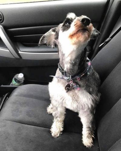 Mascota que inspiró la colección Morelia del diseñador Alonso Máximo presentada en la New York Fashion Week.