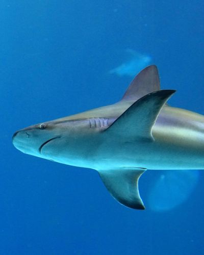 Tiburón nadando en mar abierto con fondo azul intenso durante su recorrido natural